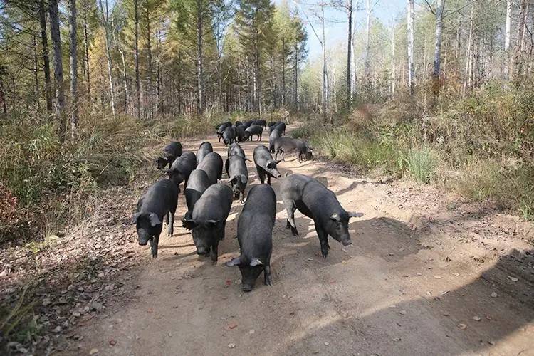 黑猪肉怎么吃最好吃,黑猪肉好吃还是白猪肉好吃
