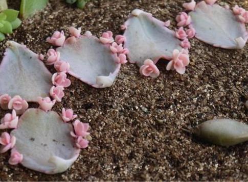 赶快自测，种养多肉植物玉吊钟你是新手还是老司机？