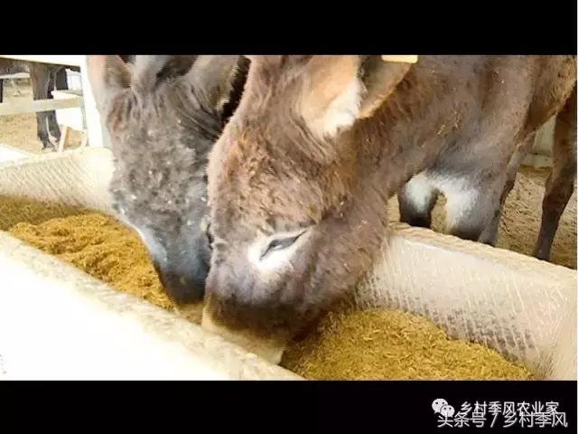 养驴场大规模养驴,年入百万不是能力而是选择