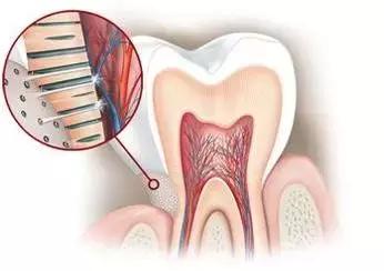 牙齿一跳一跳的疼,牙齿一跳一跳的疼痛怎么回事