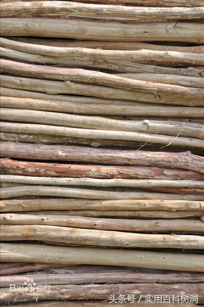 桉树为什么叫霸王树,桉树为什么是生长最快的树