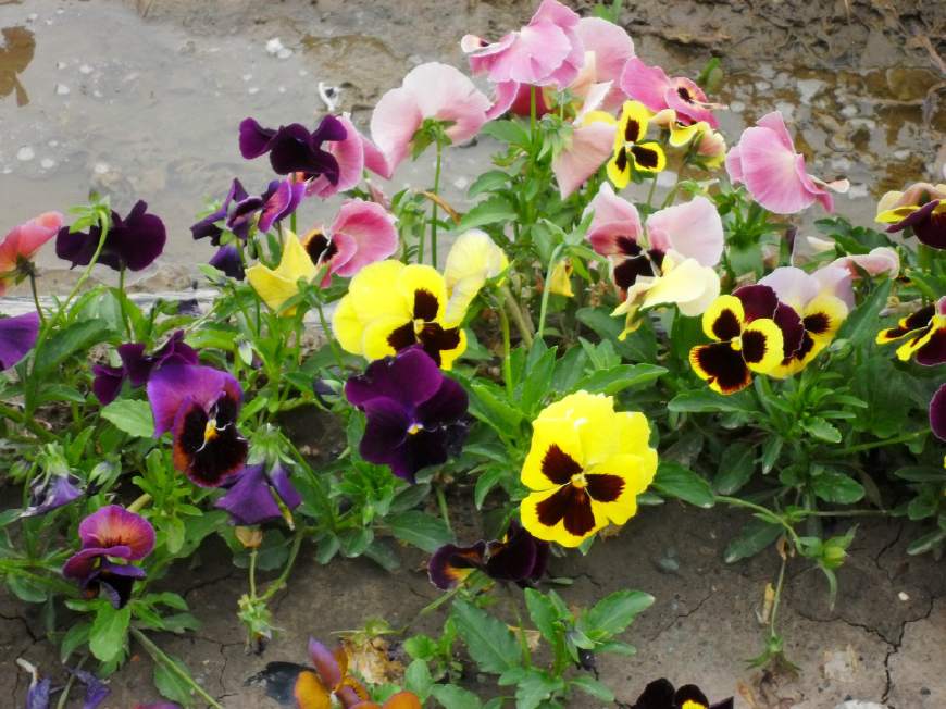 三色堇庭院图片,三色堇可食用盆栽