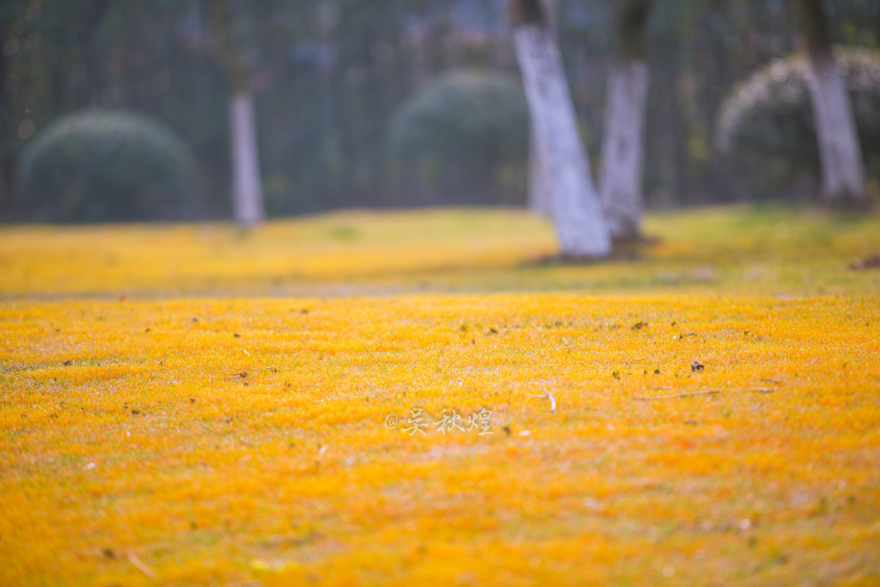 三生三世，十里梅花，遇见张家港