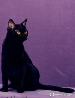 世界名猫品种照片,世界名猫品种价格