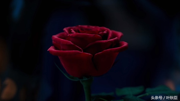 美女与野兽赫敏,哈利波特最讨厌的角色赫敏