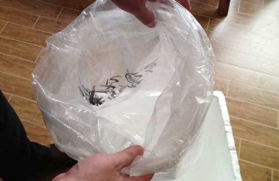 龙鱼腹鳍恢复过程,龙鱼拔鳞手术需要注意什么