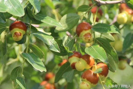 最甜枣树品种子弹头枣,什么枣树品种好吃又甜又大