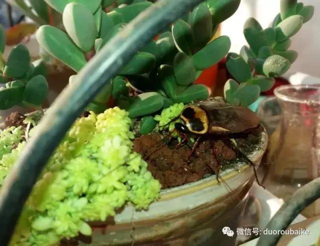 小心！这些坏蛋会吃多肉哦！