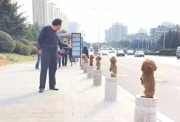 训狗师训练泰迪站立走路,靠谱的泰迪犬训练学校训二哈