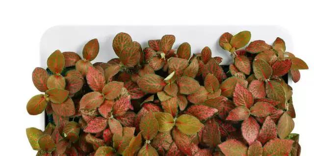 上海国际家具展浦东,上海浦东国际家具展临展