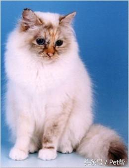 世界名猫品种大全图片及名字介绍,世界名猫品种及价格表