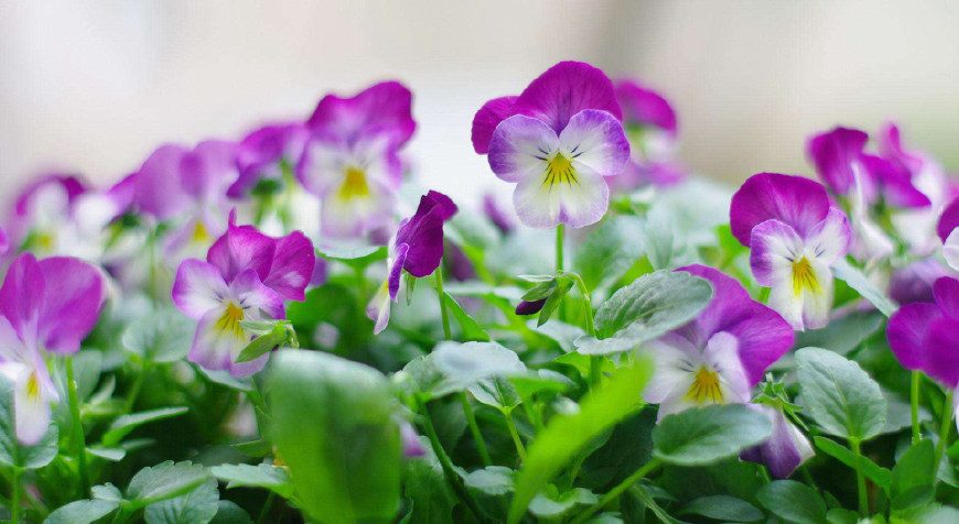 三色堇庭院图片,三色堇可食用盆栽