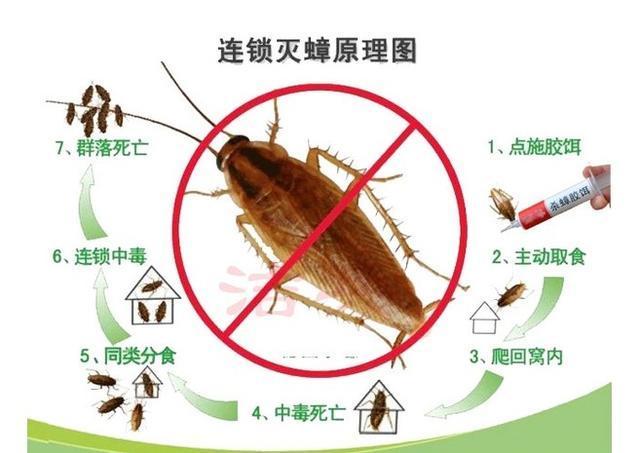 蟑螂怎么消灭最彻底饭店,厨房里面的蟑螂怎样消灭用什么药