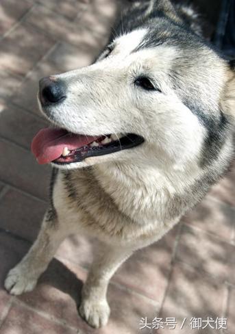 哈士奇怎么养?最正确的哈士奇饲养方法