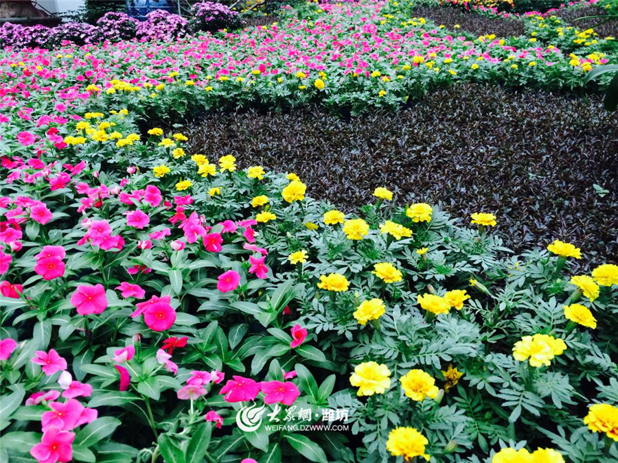 潍坊节会最新消息,潍坊风筝节会有多少人