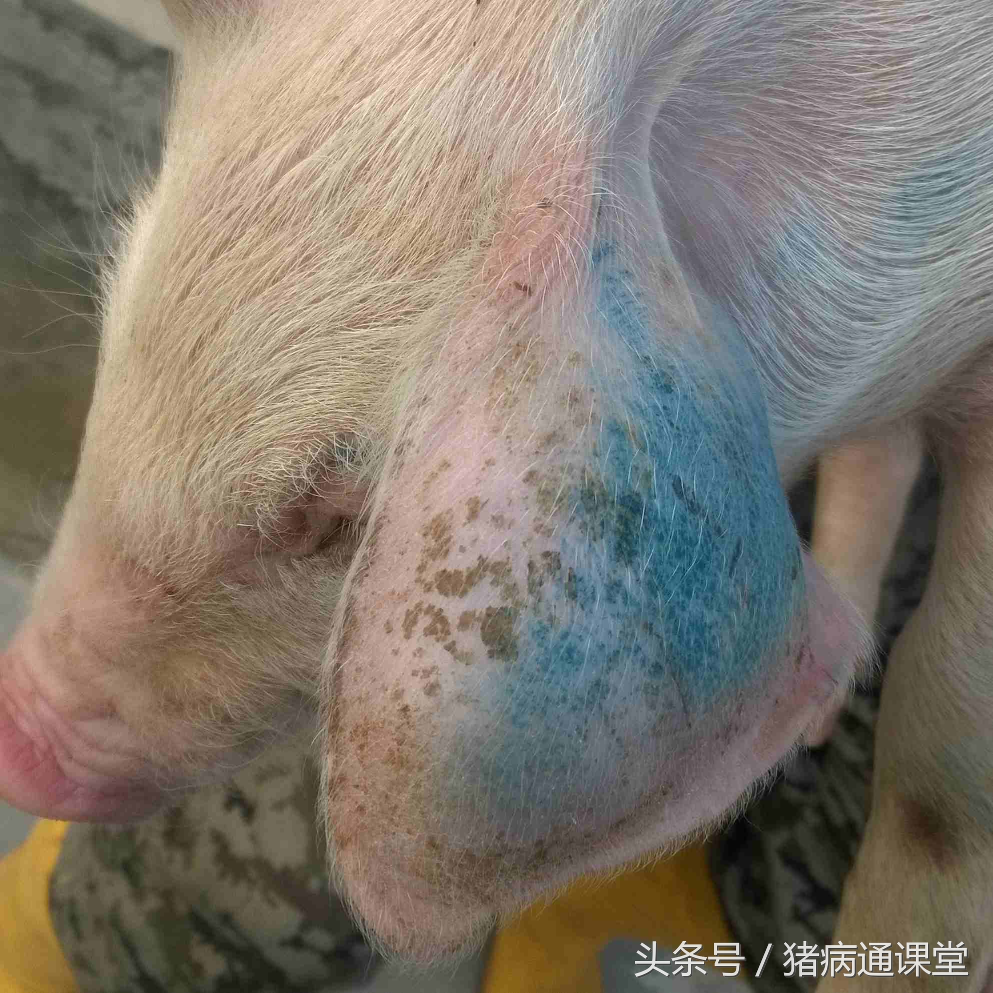 猪耳朵肿嘴巴肿是怎么回事,猪耳朵像有点肿是什么病