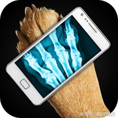 宠物医生科普狗狗,宠物医院给狗狗检查哪些