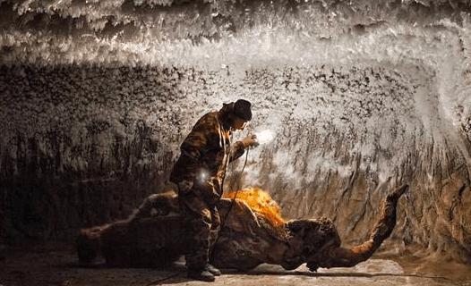 俄罗斯挖猛犸象牙视频 (俄罗斯开采猛犸象牙吗)