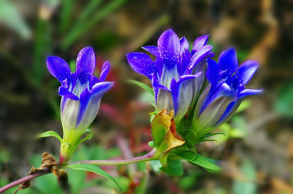 《本草》植物志之龙胆：唐朝的一场瘟疫，令它功成名就