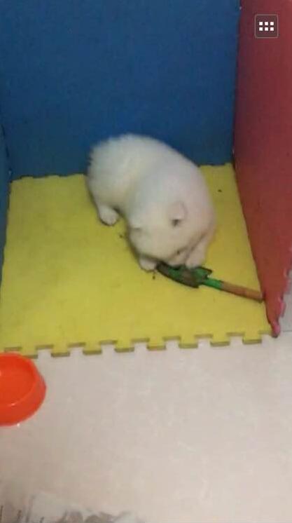 萨摩一只耳朵不能竖起来,萨摩耶耳朵不竖起来怎么办