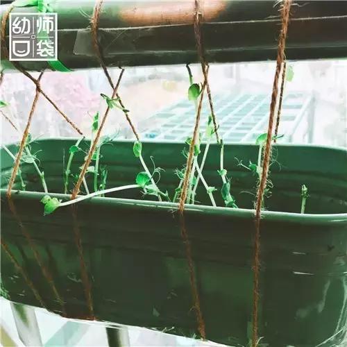 幼儿园如何打造自然区角的环境,复古自然角幼儿园