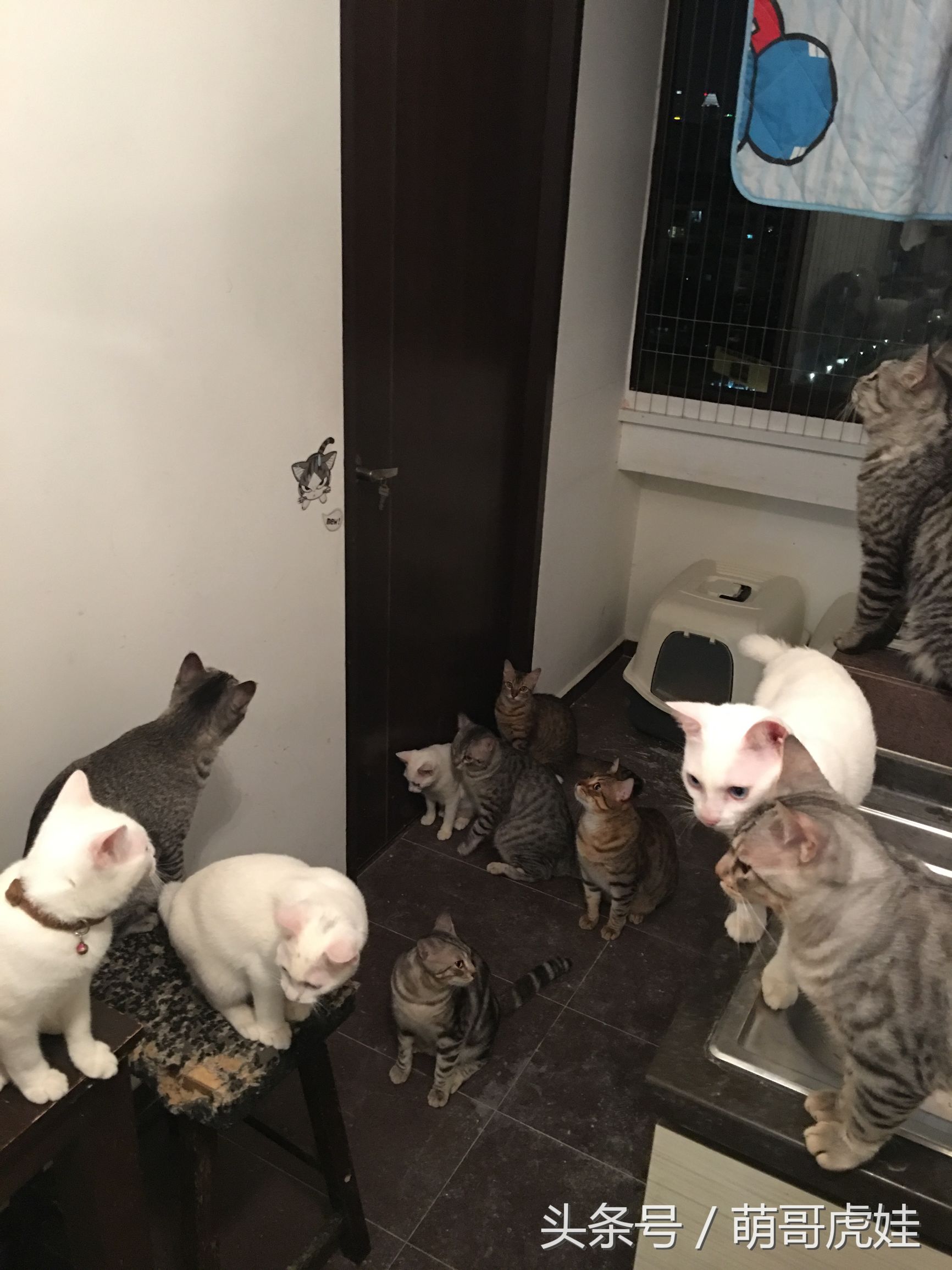 被铲屎官惊到的喵星人,喵星人在铲屎官吃饭的时候捣乱