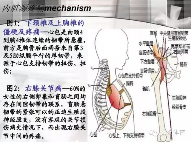 什么是关节松动术,内脏松动术手法