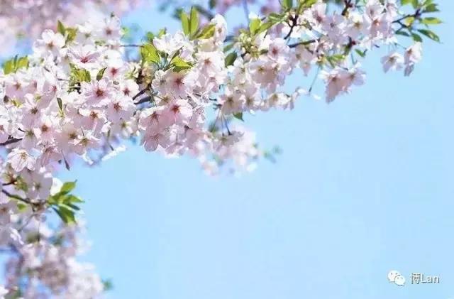 又到樱花季,又到了樱花绽放的季节