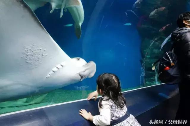一个从来没用过童车的爸爸抱着孩子去日本水族馆吓人了!