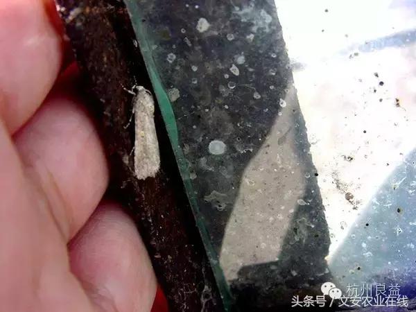 西瓜六必治瓜类六大病害一招搞定,西瓜病害六必治