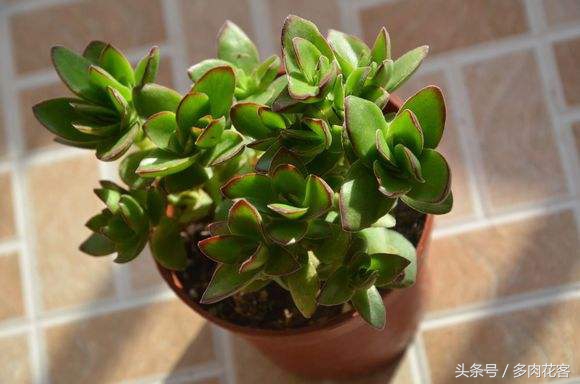 多肉天狗之舞完整版,每天带你认识不同的多肉植物