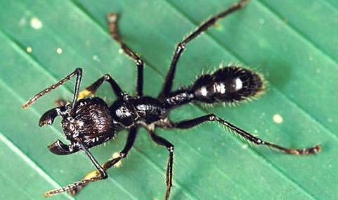 全异巨首蚁各种种类蚂蚁体型,世界上最可怕的昆虫子弹蚁