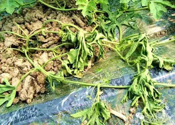 西瓜六必治瓜类六大病害一招搞定,西瓜病害六必治