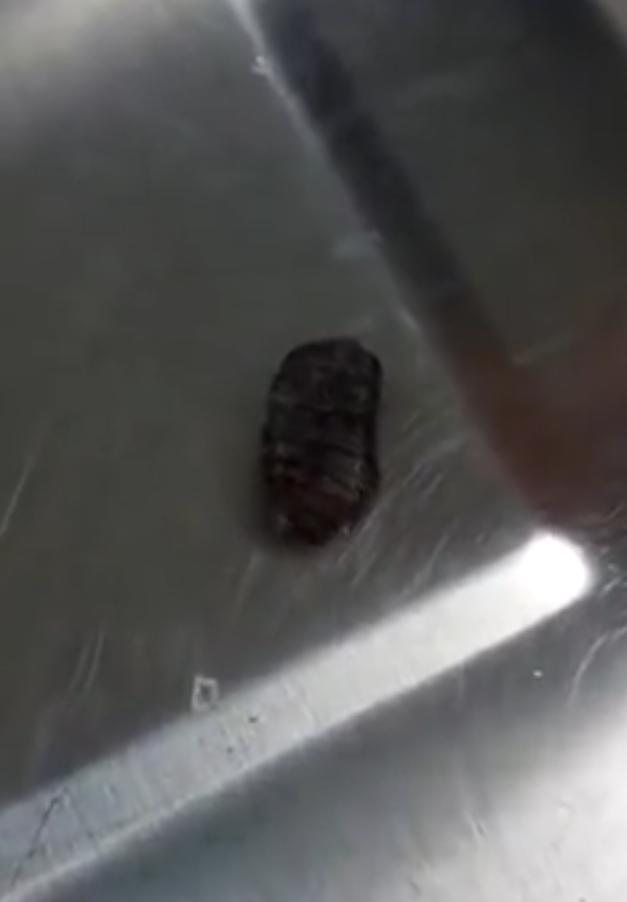 流浪猫鼻子流黄色液体,流浪猫清理两个巨大虫子