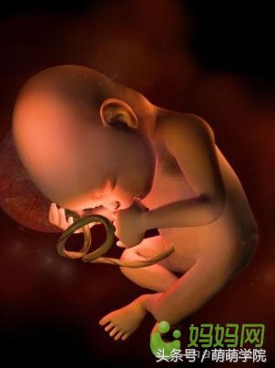 胎儿发育40周全过程b超影像,胎儿1-40周发育过程图高清