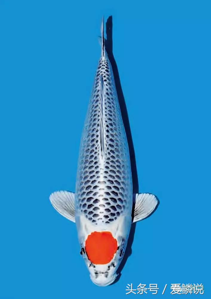 丹顶锦鲤—最有福相的鲤