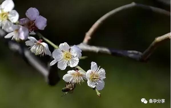 有疤痕体质的人能做剖腹产吗,剖腹产疤痕体质多久适合要二胎