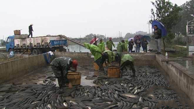 致富经创业项目农村养殖,致富经里的农村养殖项目有哪些