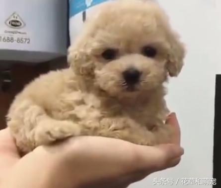 泰迪犬训练主人叫狗狗都不听话,泰迪狗不让梳腿毛怎么办