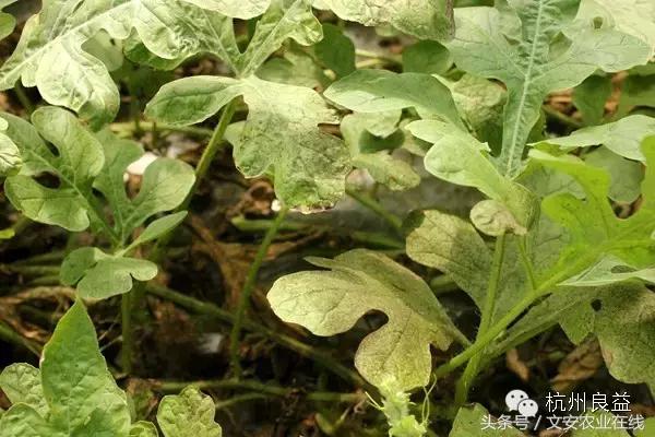 西瓜六必治瓜类六大病害一招搞定,西瓜病害六必治