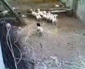 那个动作太慢了，给你示范给快的