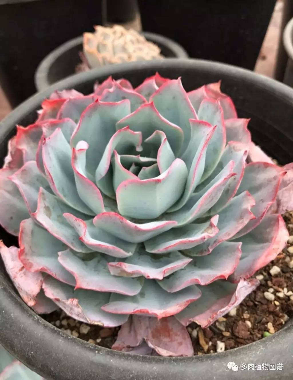 有多热爱多肉的感言,今天你爱国了吗黑板报资料