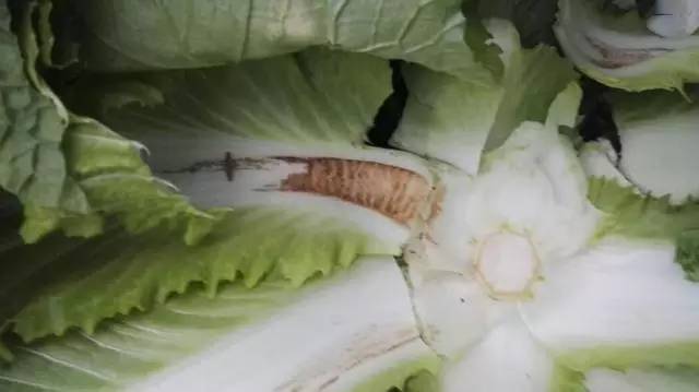 蔬菜叶黄了喷什么药,农作物叶片发黄打什么药