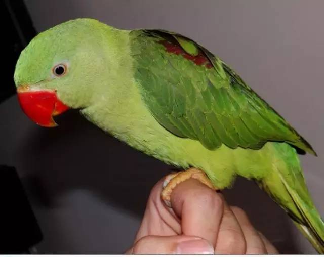 被老鼠咬伤要不要打狂犬疫苗,被宠物兔子咬了需要打狂犬疫苗吗