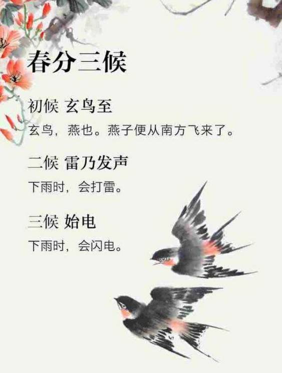 春分到蛋儿俏儿歌完整版跟唱,春分到蛋儿俏竖起鸡蛋多奇妙