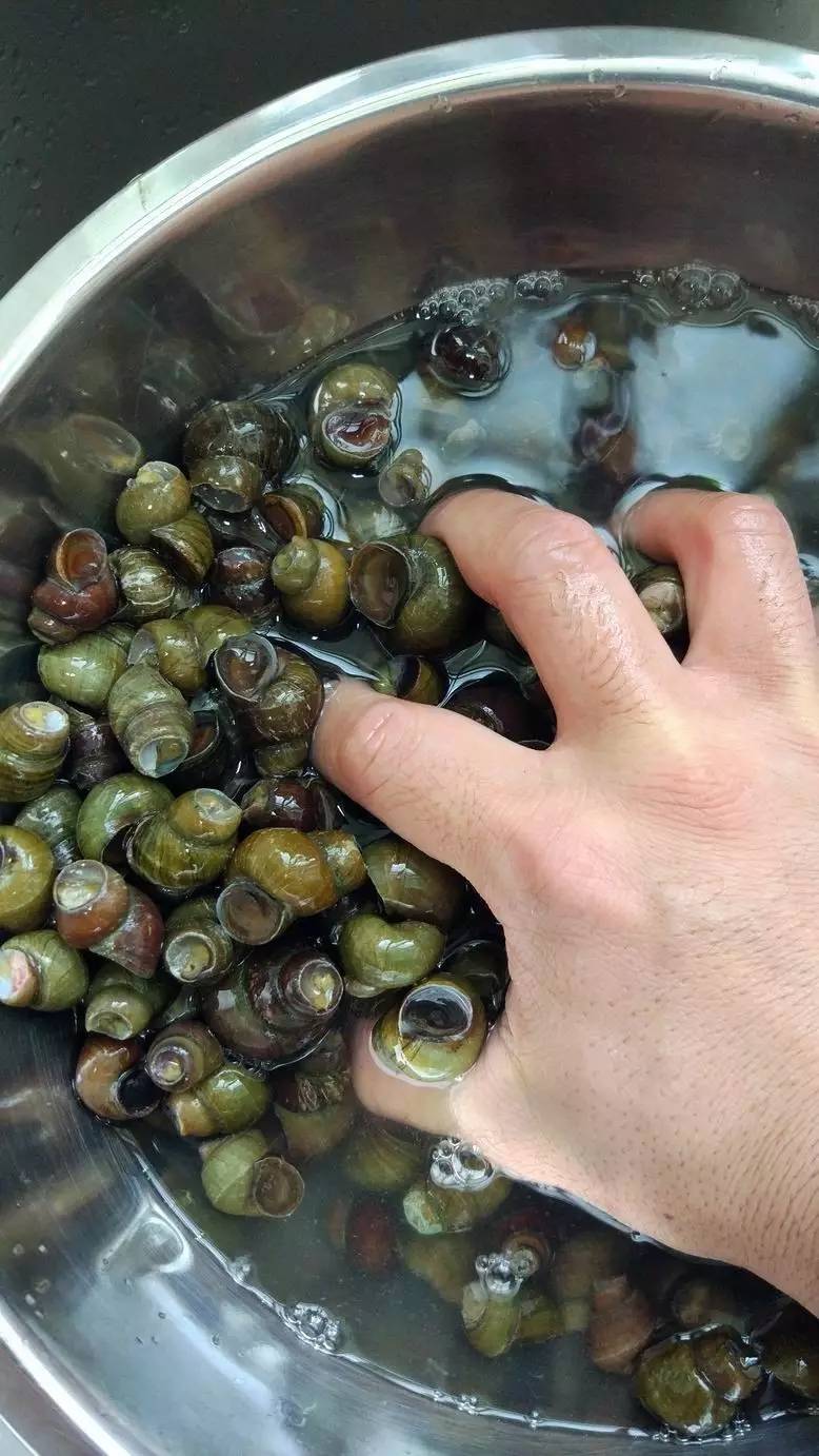 鲜螺蛳清洗,商用炒螺丝如何炒又嫩又好吸