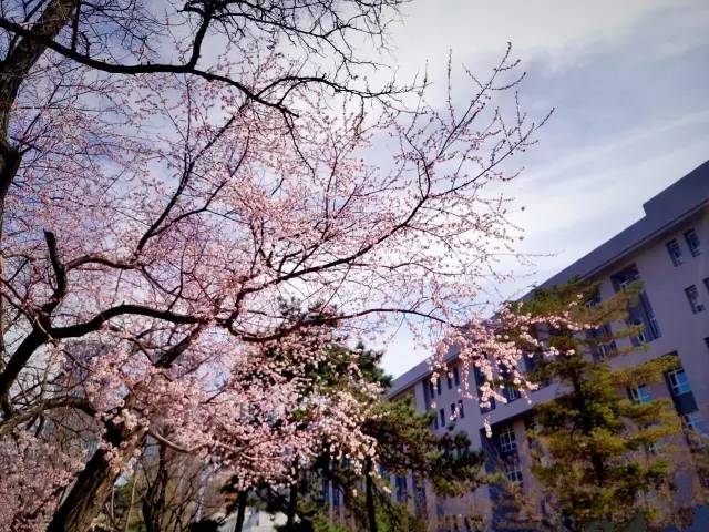 桃花季｜今天的沈阳，桃花开了，春风十里，挑一天走起……