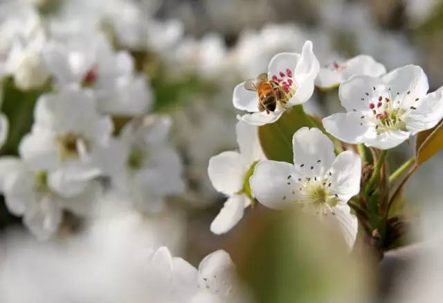 树山只差一个你丨梨花年年开,好玩的却不同