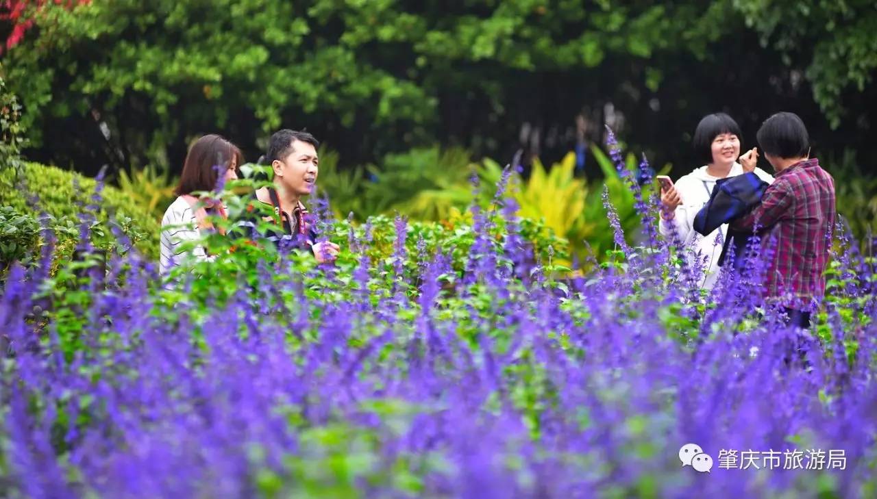 广东哪里的花海最美五月,肇庆德庆盘龙峡薰衣草