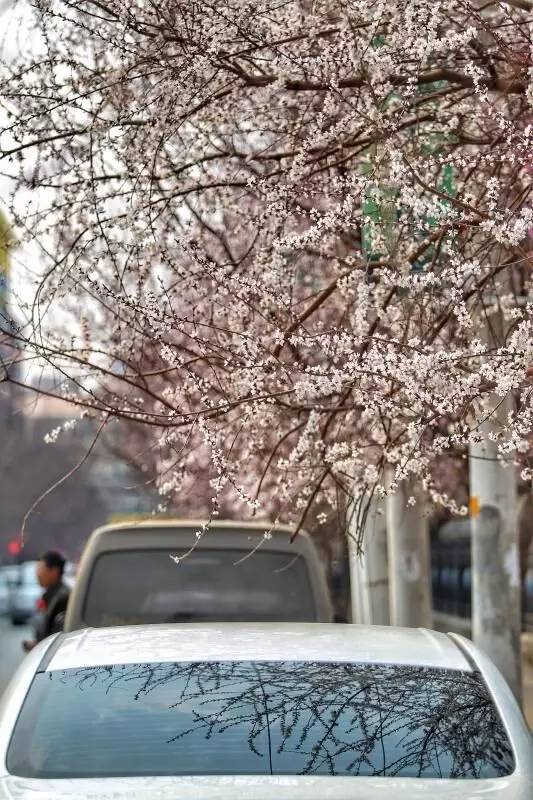 桃花季｜今天的沈阳，桃花开了，春风十里，挑一天走起……